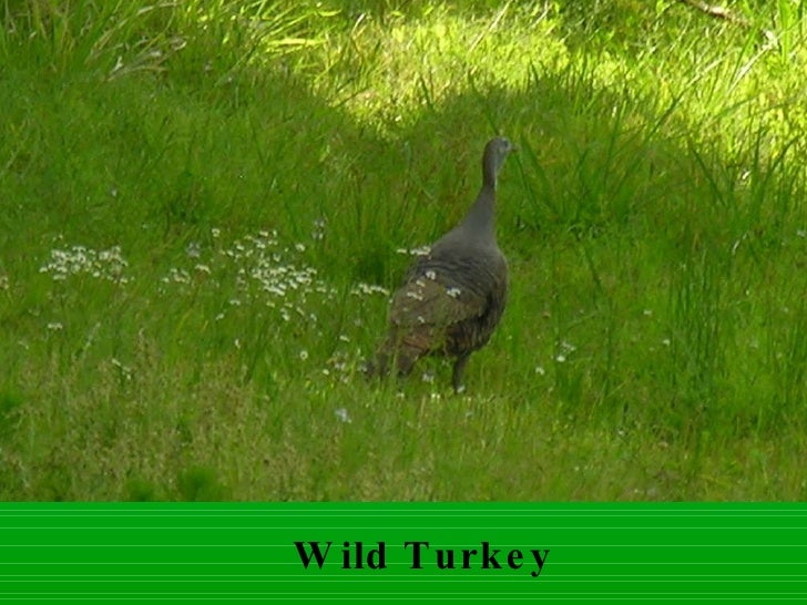 Download Layer birds