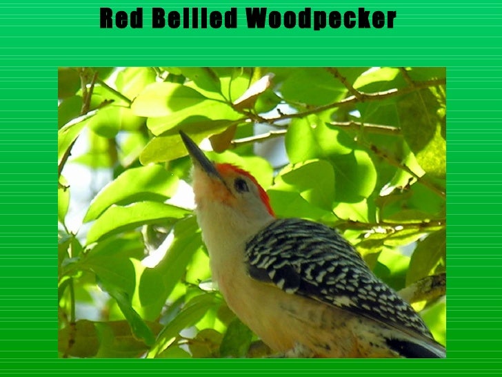 Download Layer birds
