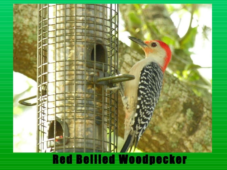 Download Layer birds