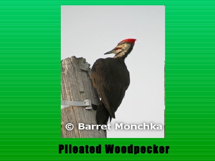Download Layer birds