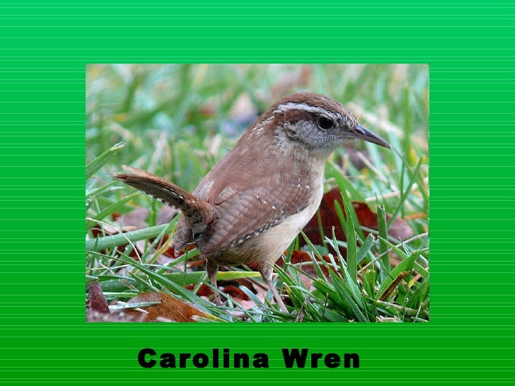 Download Layer birds