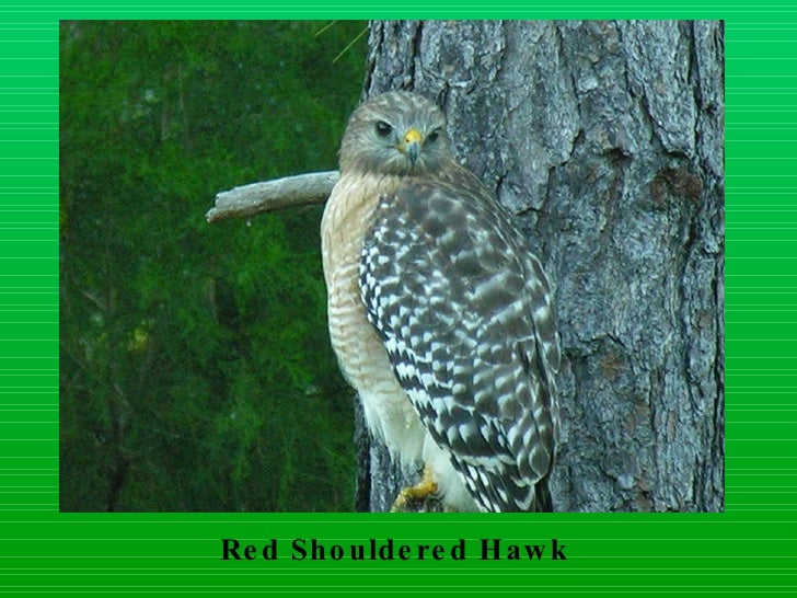 Download Layer birds