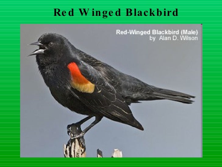 Download Layer birds
