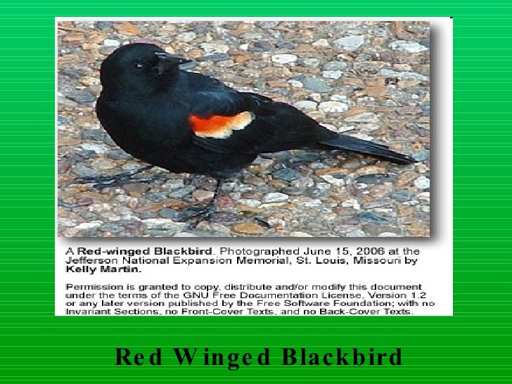 Download Layer birds