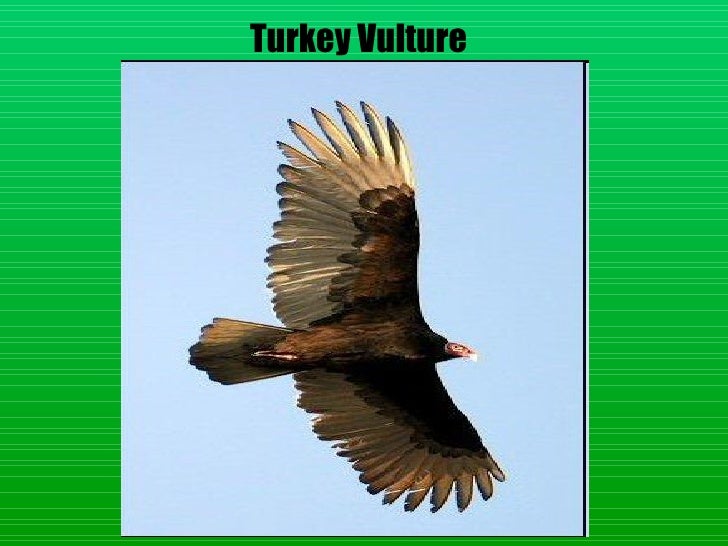 Download Layer birds
