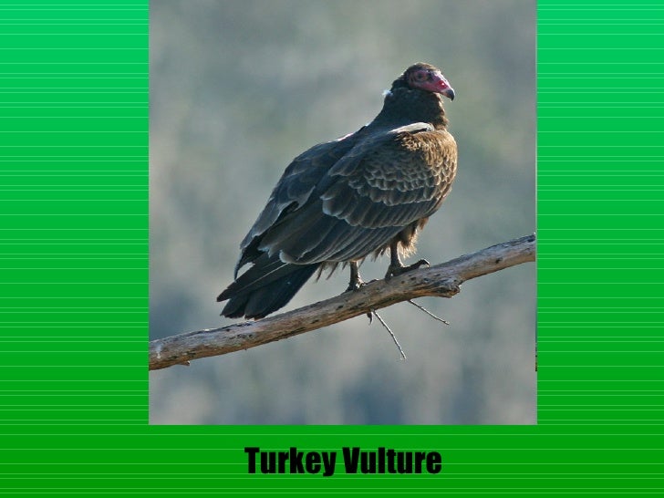 Download Layer birds