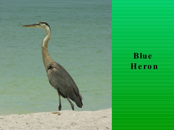 Download Layer birds