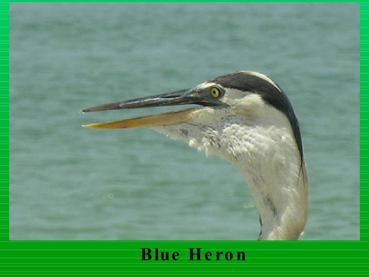 Download Layer birds