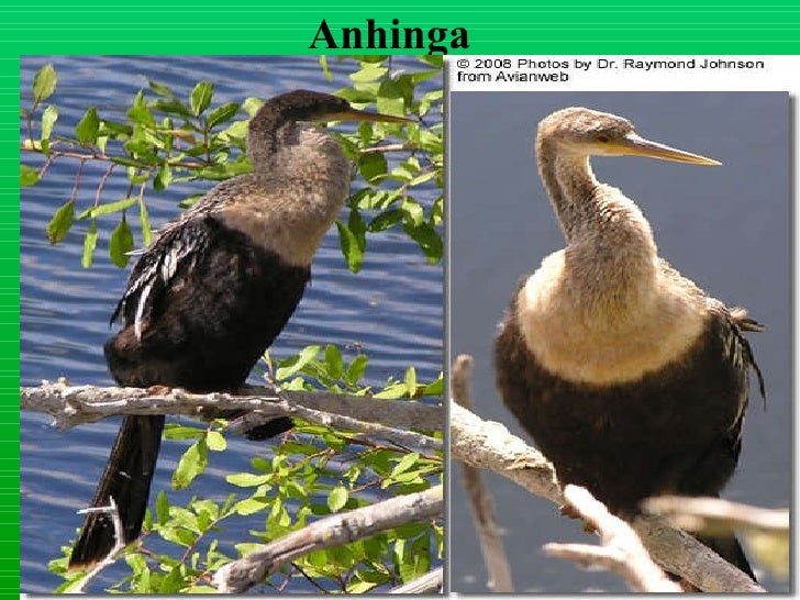 Download Layer birds