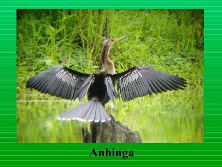 Download Layer birds