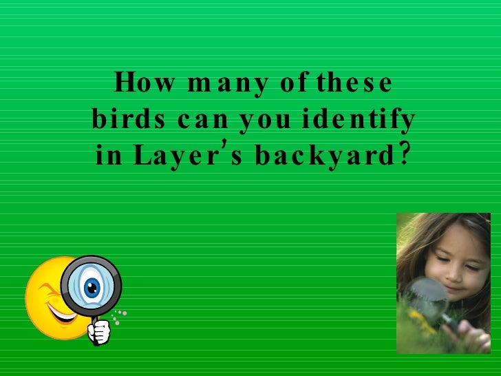 Download Layer birds