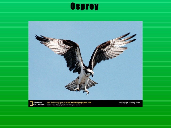 Download Layer birds