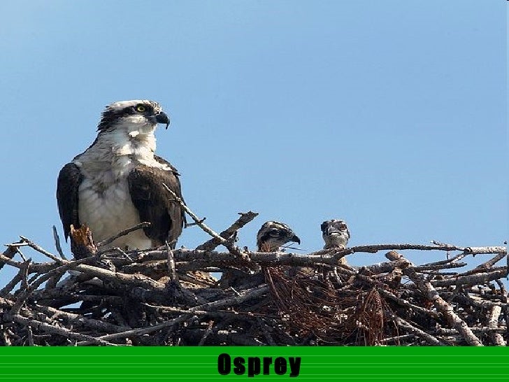 Download Layer birds