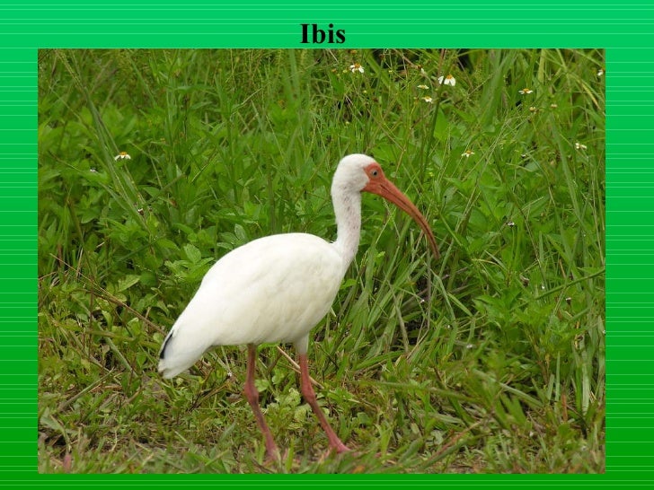 Download Layer birds