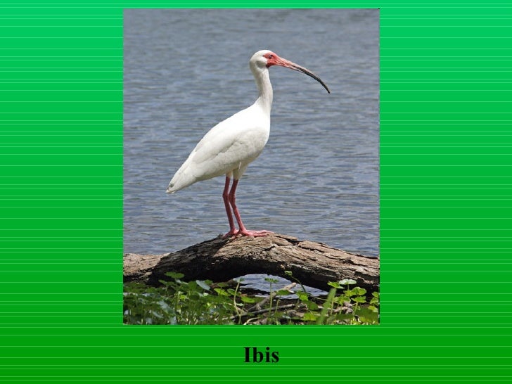 Download Layer birds