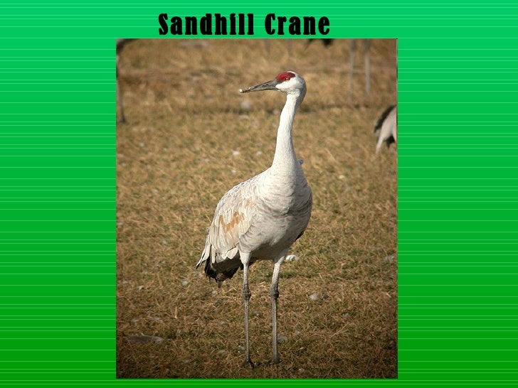 Download Layer birds