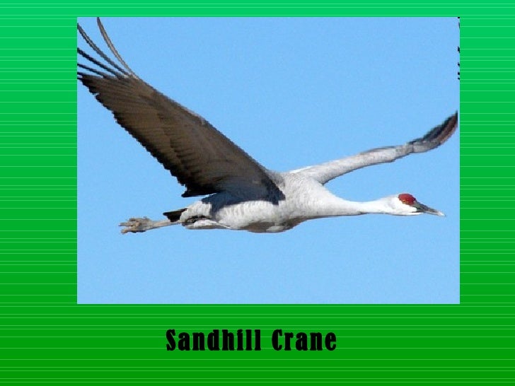 Download Layer birds