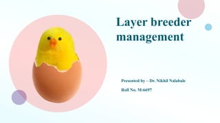 Layer breeder
management
Presented by – Dr. Nikhil Nalabale
Roll No. M-6697
 