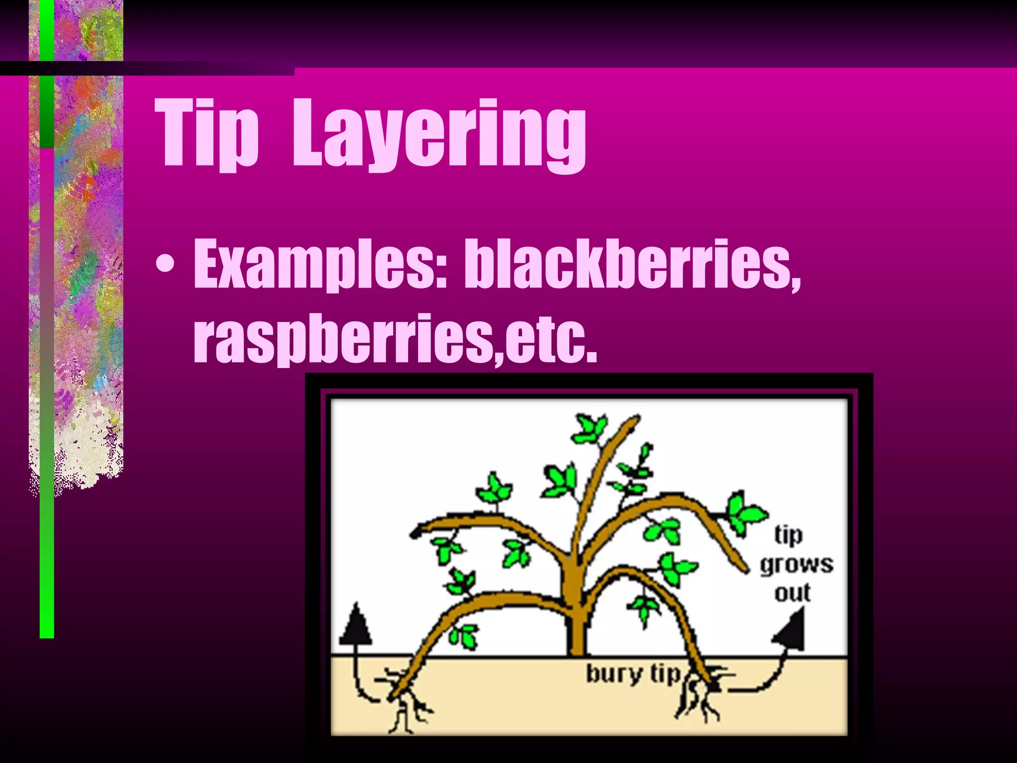 Layering | PPT