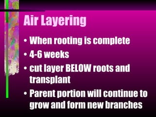 Air Layering
• When rooting is complete
• 4-6 weeks
• cut layer BELOW roots and
  transplant
• Parent portion will continue to
  grow and form new branches
 