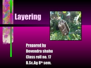 Layering


   Prepared by
   Devendra shahu
   Class roll no. 17
   B.Sc.Ag 8th sem.
 