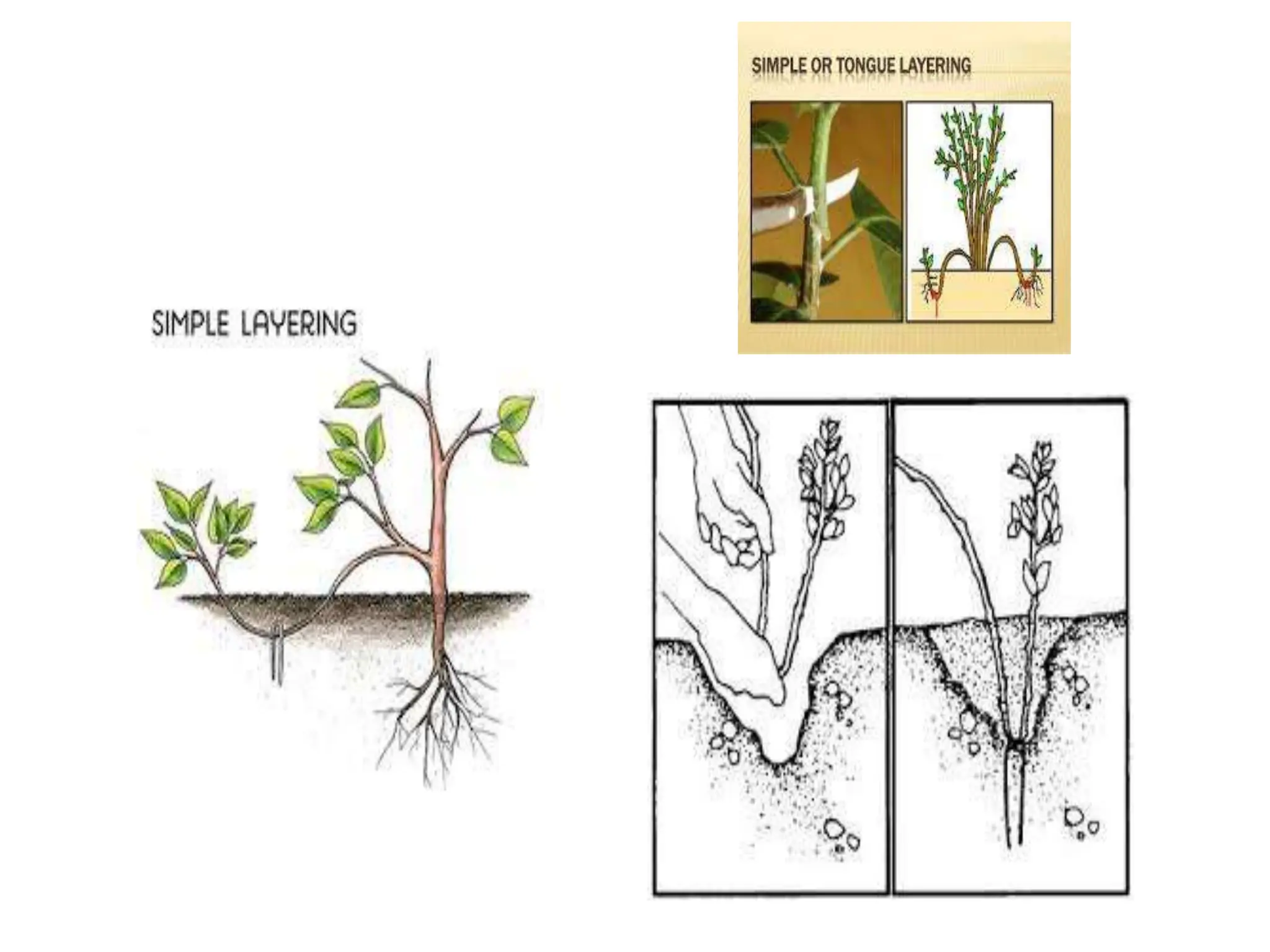 Different types of layering in Plants | PPTX