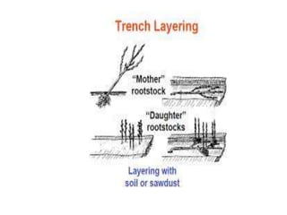 Different types of layering in Plants | PPTX