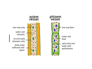 Different types of layering in Plants | PPTX