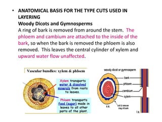 Different types of layering in Plants | PPTX
