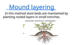 Moud Method LAYERING commercial floriculture....pptx