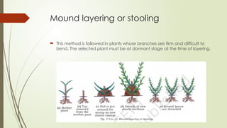 Layering.-propagation method........pptx