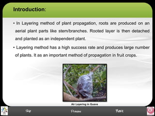 Introduction:
• In Layering method of plant propagation, roots are produced on an
aerial plant parts like stem/branches. Rooted layer is then detached
and planted as an independent plant.
• Layering method has a high success rate and produces large number
of plants. It as an important method of propagation in fruit crops.
Air Layering in Guava
 