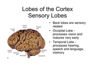 Lobes of the Cortex Sensory Lobes Back lobes are sensory related Occipital Lobe -  processes vision and matures very early Temporal Lobe - processes hearing, speech and language, memory 