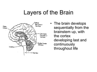 Layers of the Brain ,[object Object]