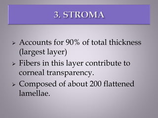 Accounts for 90% of total thickness
(largest layer)
 Fibers in this layer contribute to
corneal transparency.
 Composed of about 200 flattened
lamellae.
 
