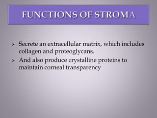  Secrete an extracellular matrix, which includes
collagen and proteoglycans.
 And also produce crystalline proteins to
maintain corneal transparency
 