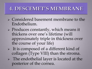  Considered basement membrane to the
Endothelium.
 Produces constantly, which means it
thickens over one’s lifetime (will
approximately triple in thickness over
the course of your life)
 It is composed of a different kind of
collagen (Type VIII) than the stroma.
 The endothelial layer is located at the
posterior of the cornea.
 
