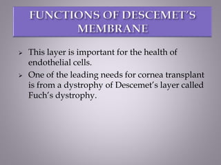  This layer is important for the health of
endothelial cells.
 One of the leading needs for cornea transplant
is from a dystrophy of Descemet’s layer called
Fuch’s dystrophy.
 