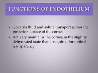  Governs fluid and solute transport across the
posterior surface of the cornea.
 Actively maintains the cornea in the slightly
dehydrated state that is required for optical
transparency.
 