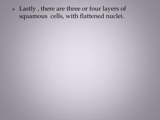  Lastly , there are three or four layers of
squamous cells, with flattened nuclei.
 