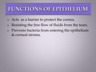  Acts as a barrier to protect the cornea.
 Resisting the free flow of fluids from the tears.
 Prevents bacteria from entering the epithelium
& corneal stroma.
 