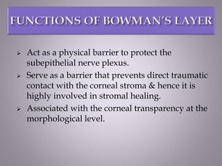  Act as a physical barrier to protect the
subepithelial nerve plexus.
 Serve as a barrier that prevents direct traumatic
contact with the corneal stroma & hence it is
highly involved in stromal healing.
 Associated with the corneal transparency at the
morphological level.
 