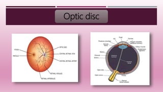 Anatomy of the eye and Layers of eyeball | PPTX