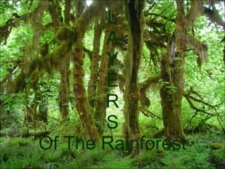 L
       A
       Y
       E
       R
       S
Of The Rainforest
 