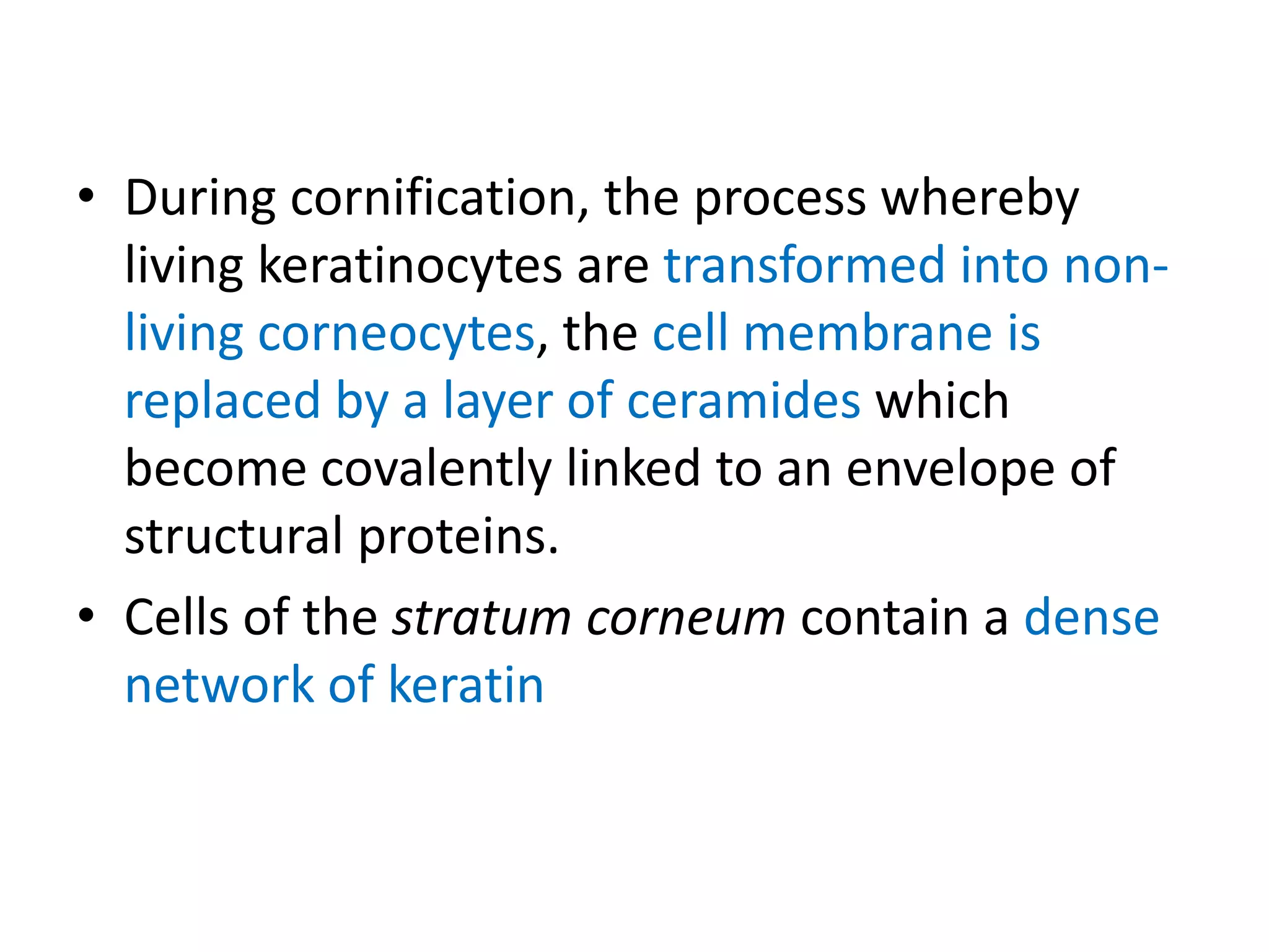 Cornification Layers of skin | PPTX