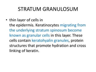 STRATUM GRANULOSUM
• thin layer of cells in
  the epidermis. Keratinocytes migrating from
  the underlying stratum spinosum become
  known as granular cells in this layer. These
  cells contain keratohyalin granules, protein
  structures that promote hydration and cross
  linking of keratin.
 