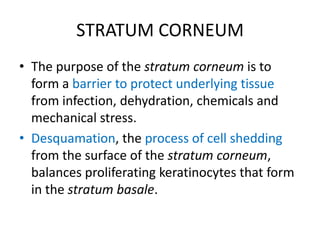 STRATUM CORNEUM
• The purpose of the stratum corneum is to
  form a barrier to protect underlying tissue
  from infection, dehydration, chemicals and
  mechanical stress.
• Desquamation, the process of cell shedding
  from the surface of the stratum corneum,
  balances proliferating keratinocytes that form
  in the stratum basale.
 