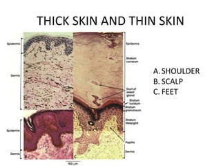THICK SKIN AND THIN SKIN


                  A. SHOULDER
                  B. SCALP
                  C. FEET
 