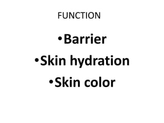 FUNCTION

    •Barrier
•Skin hydration
  •Skin color
 