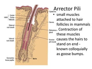 Arrector Pili
• small muscles
  attached to hair
  follicles in mammals
  . Contraction of
  these muscles
  causes the hairs to
  stand on end -
  known colloquially
  as goose bumps.
 